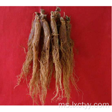 ekstrak ginseng korea merah